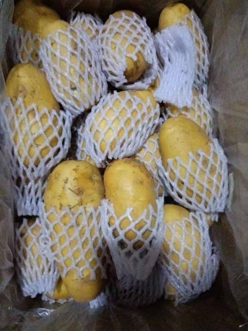 山东冷库土豆荷兰十五土豆大量现货出库，全国发货