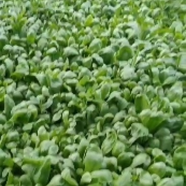 大量茼蒿