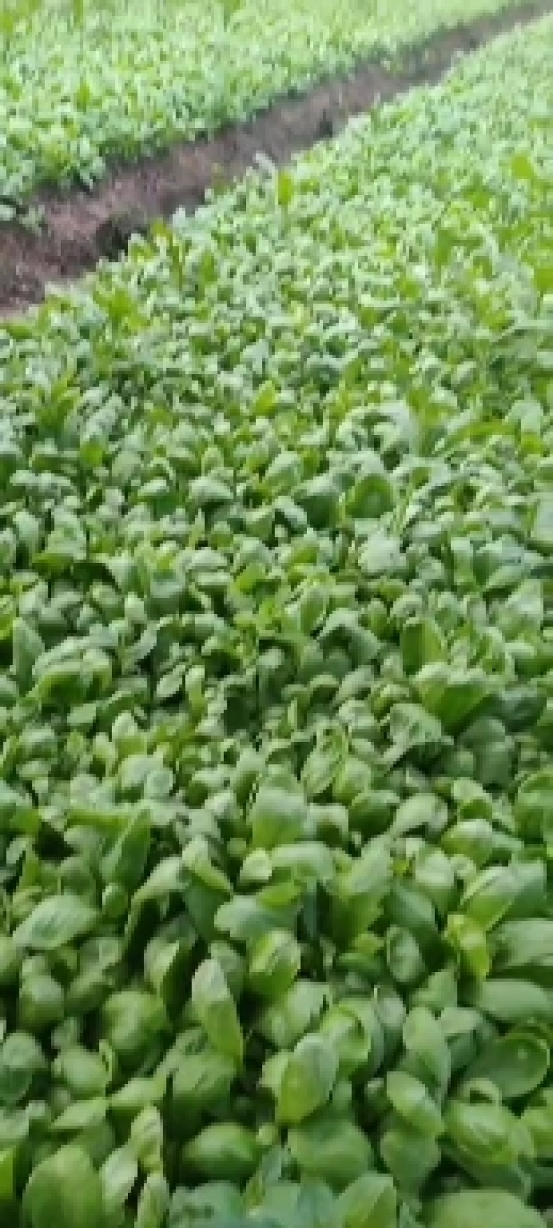 大量茼蒿
