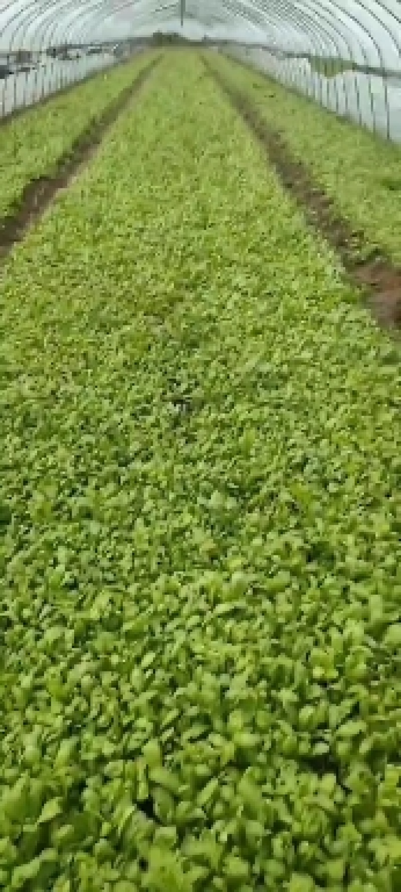 大量茼蒿