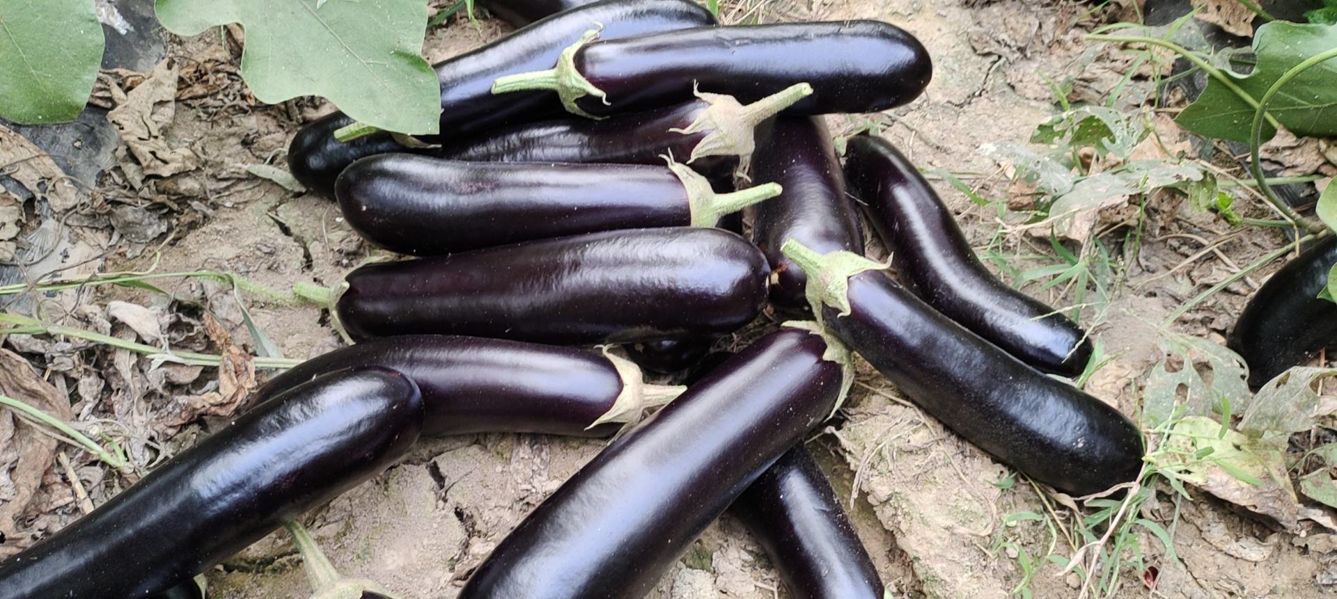 田间一角,一堆剪除后的茄子植株残体被集中堆放于木框内,包括褐色老茎、枯叶和少量残留果实,准备进行堆肥发酵,地面铺有稻草防潮 废弃茄子植株堆肥处理场景