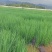 香葱