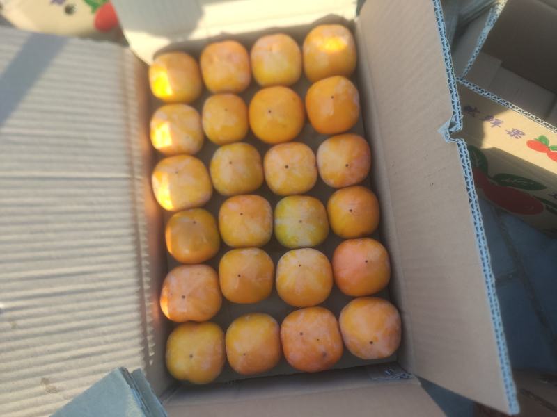 陕西乾县火柿子大量上市