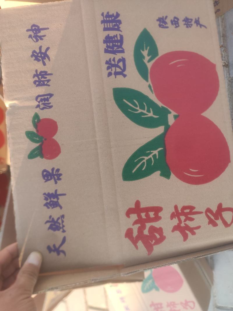 陕西乾县火柿子大量上市