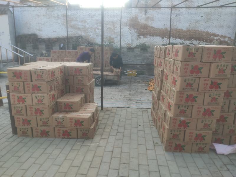 陕西乾县火柿子大量上市
