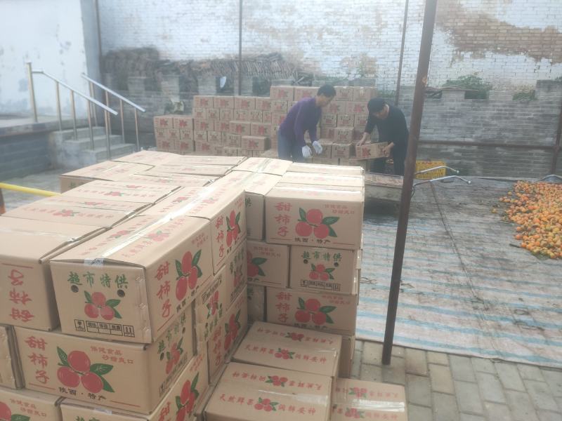 陕西乾县火柿子大量上市