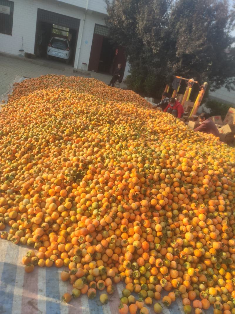 陕西乾县火柿子大量上市