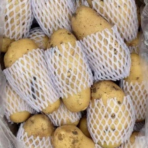 山东冷库黄心土豆荷兰十五土豆大量现货供应