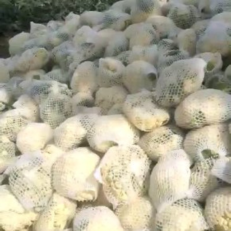 基地套袋精品有机花菜有冷库面白根小，二斤左右，有诚意的来
