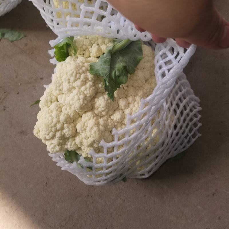 基地套袋精品有机花菜有冷库面白根小，二斤左右，有诚意的来
