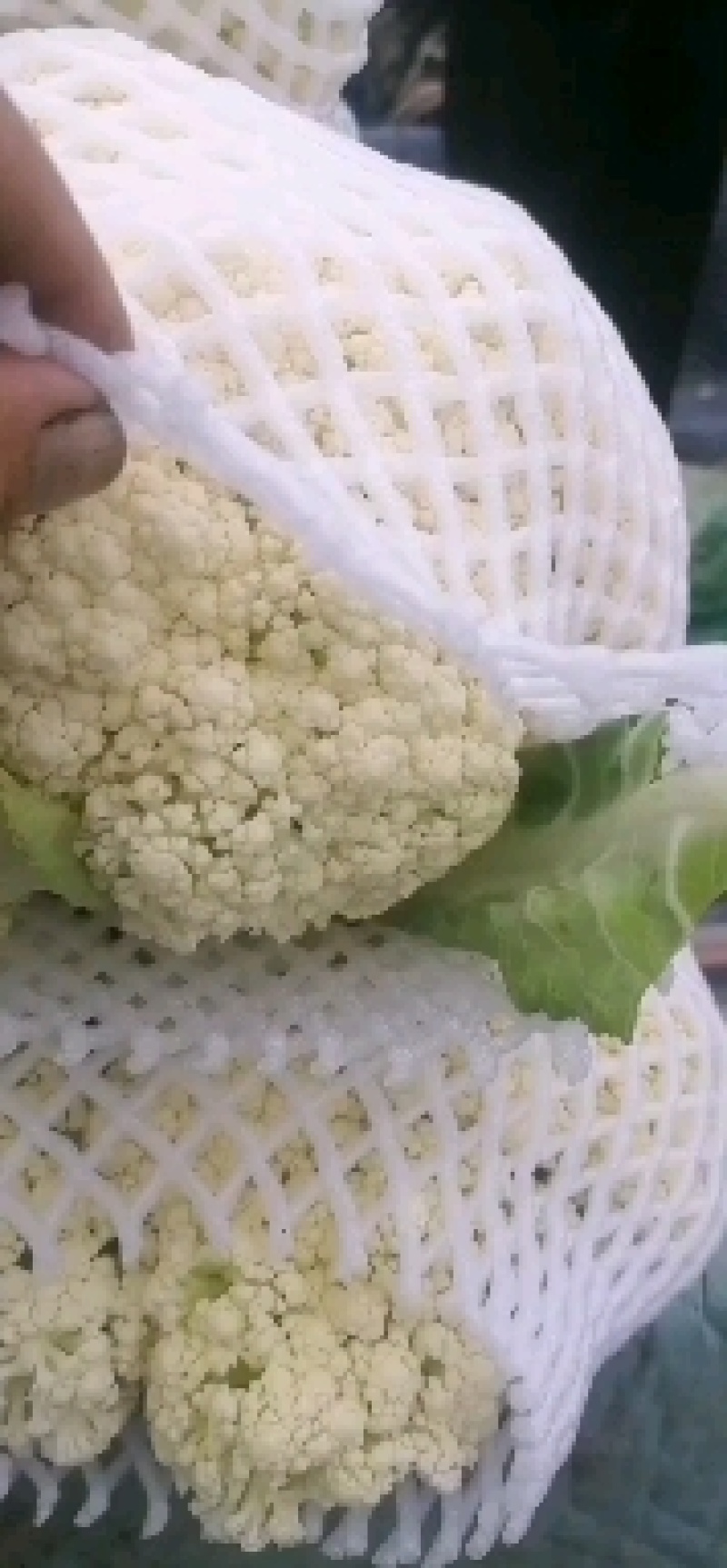 基地套袋精品有机花菜有冷库面白根小，二斤左右，有诚意的来