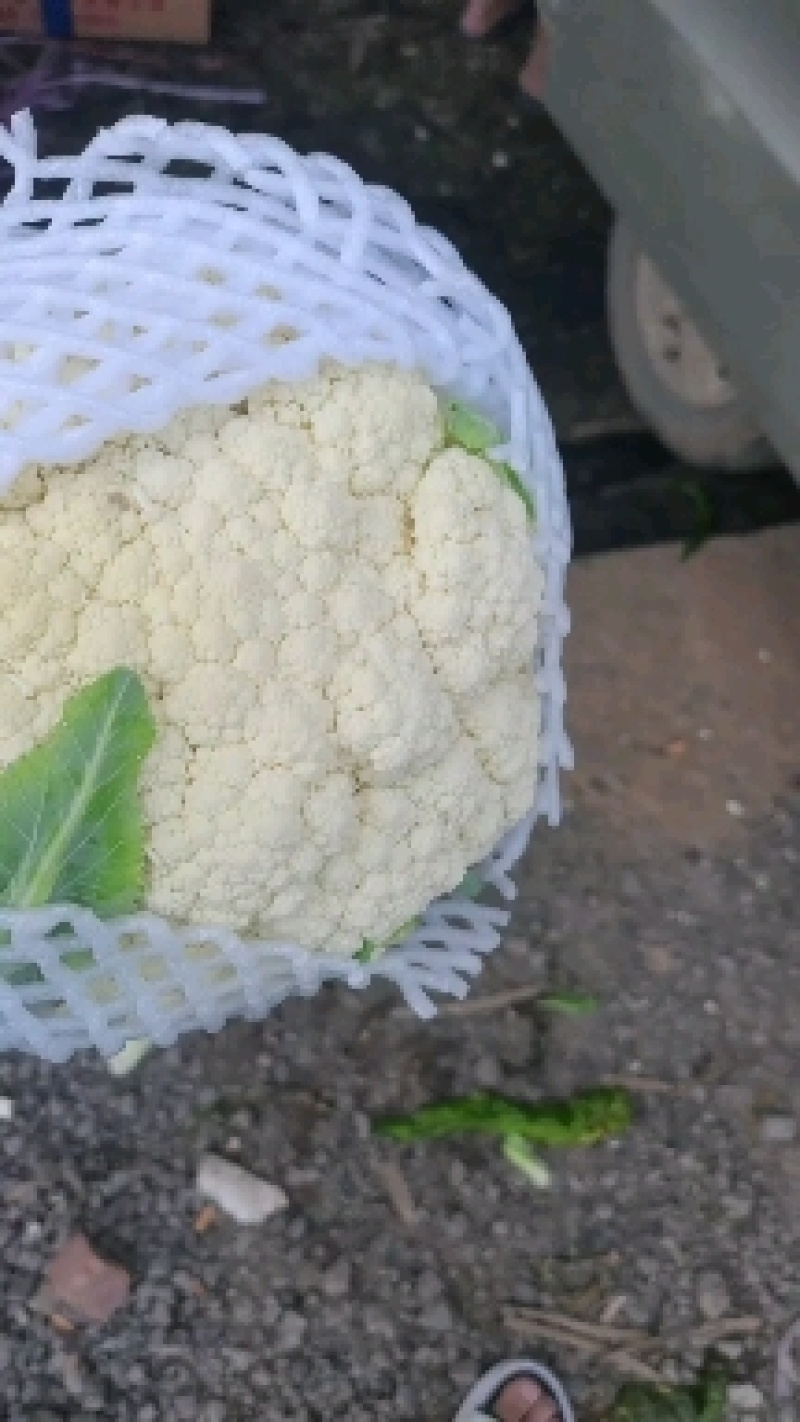 基地套袋精品有机花菜有冷库面白根小，二斤左右，有诚意的来