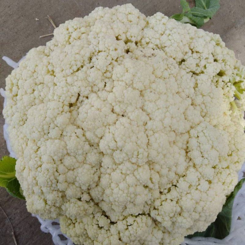 基地套袋精品有机花菜有冷库面白根小，二斤左右，有诚意的来