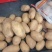 山东冷库黄心土豆荷兰十五土豆大量现货供应