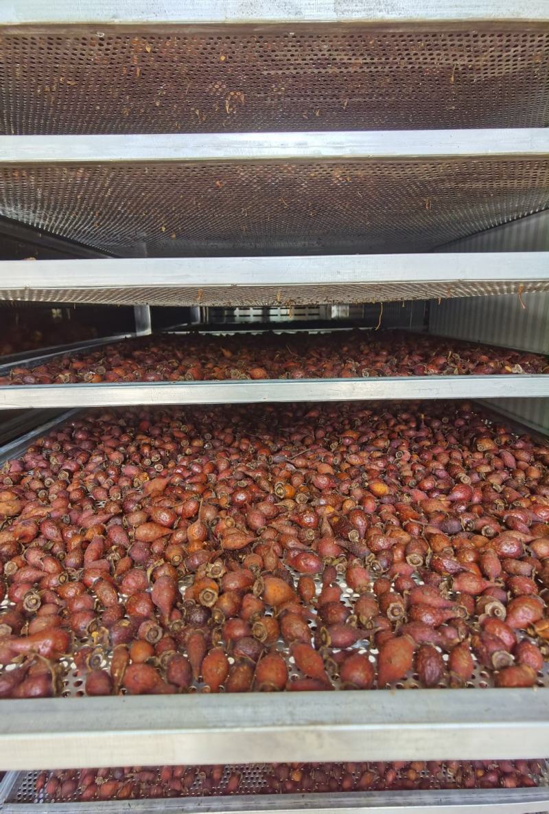 今年金樱子干货，尾期老货无硫干货