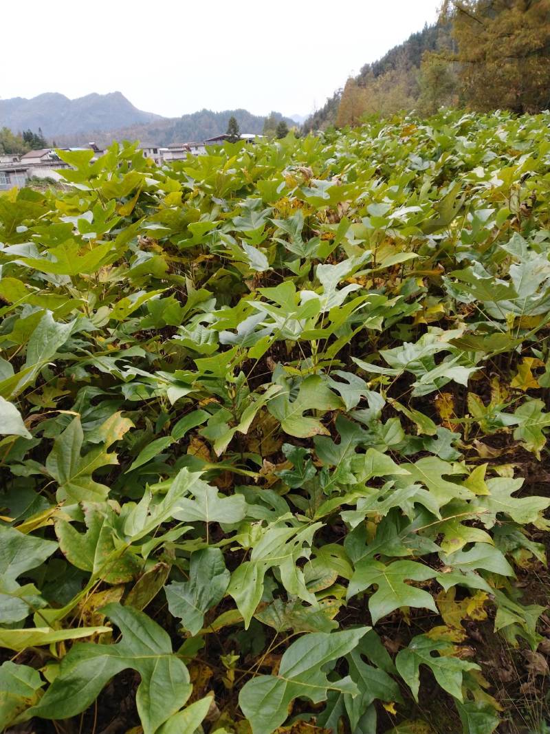 马褂木/货源充足/大量批发/基地直发现挖发货