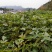 马褂木/货源充足/大量批发/基地直发现挖发货