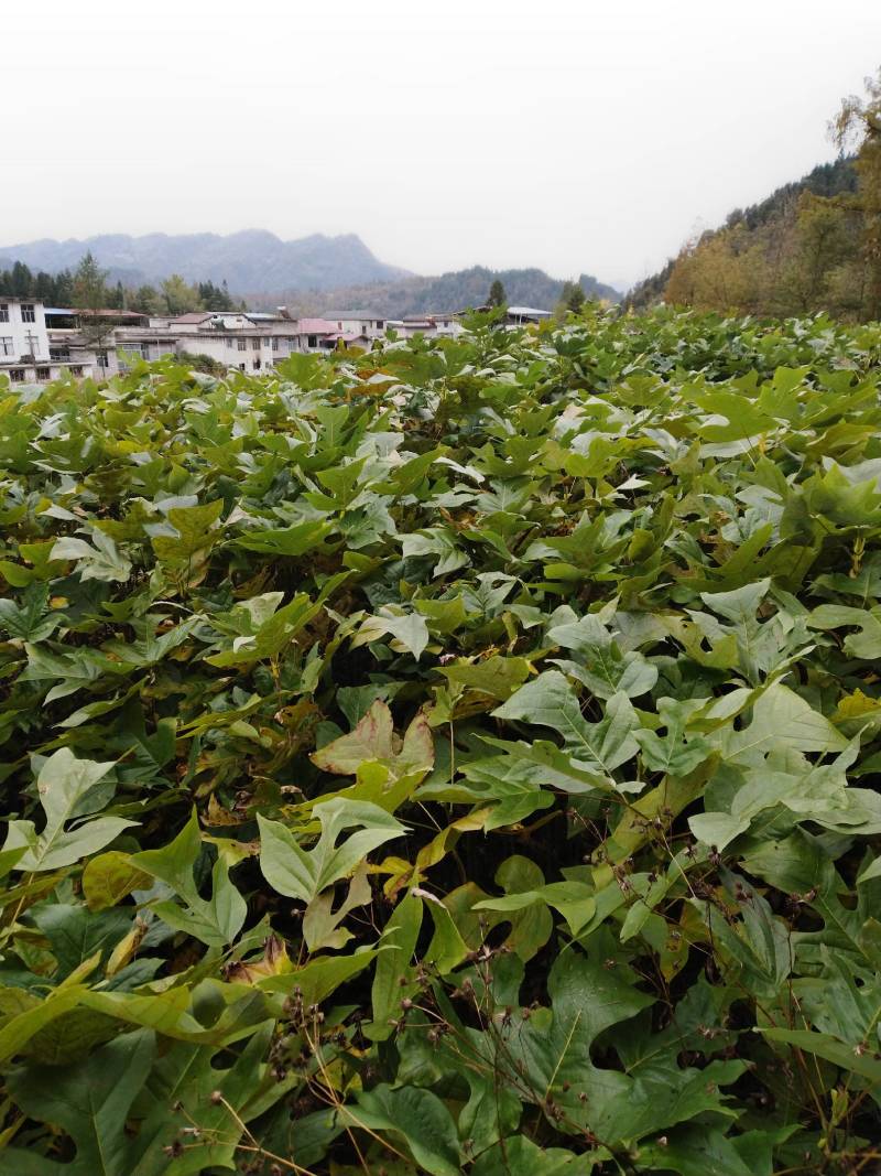 马褂木/货源充足/大量批发/基地直发现挖发货