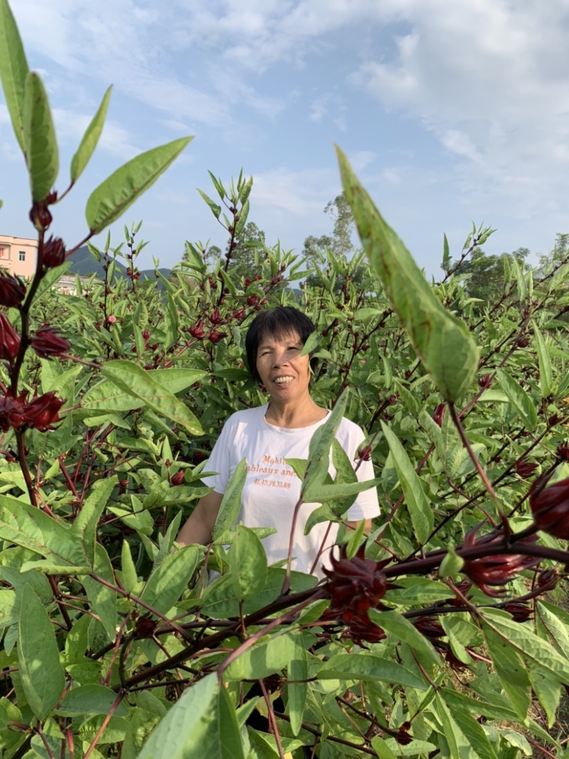 粤西本地红桃K大量上市，把爱带给大家，女人的血宝干品
