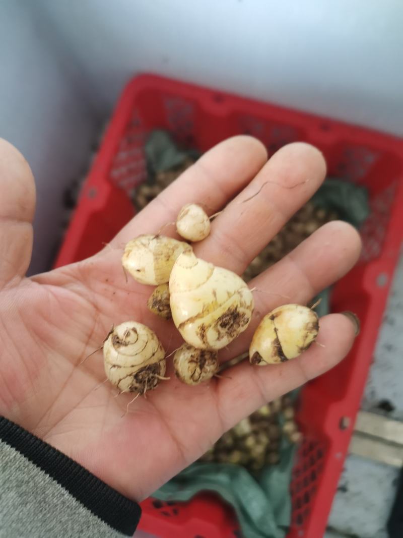 云南腾冲野生圆白芨，一手货源