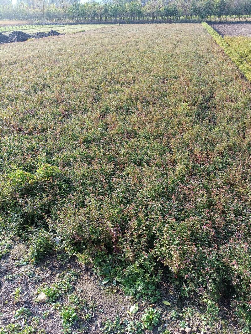 日本绣线菊金山绣线菊金焰绣线菊扦插苗及工程苗
