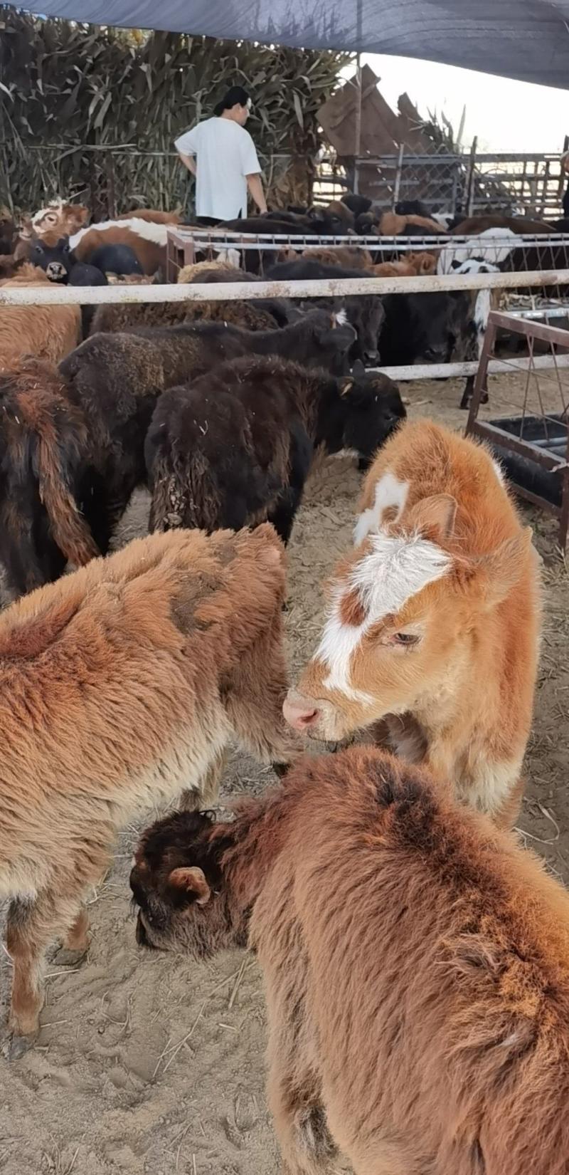 宠物牛改良肉牛犊给钱就卖线上交易安全有保障