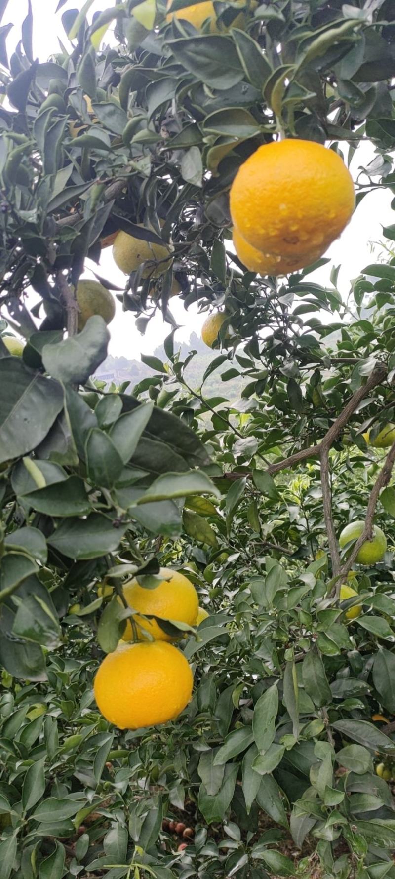 爱媛橙