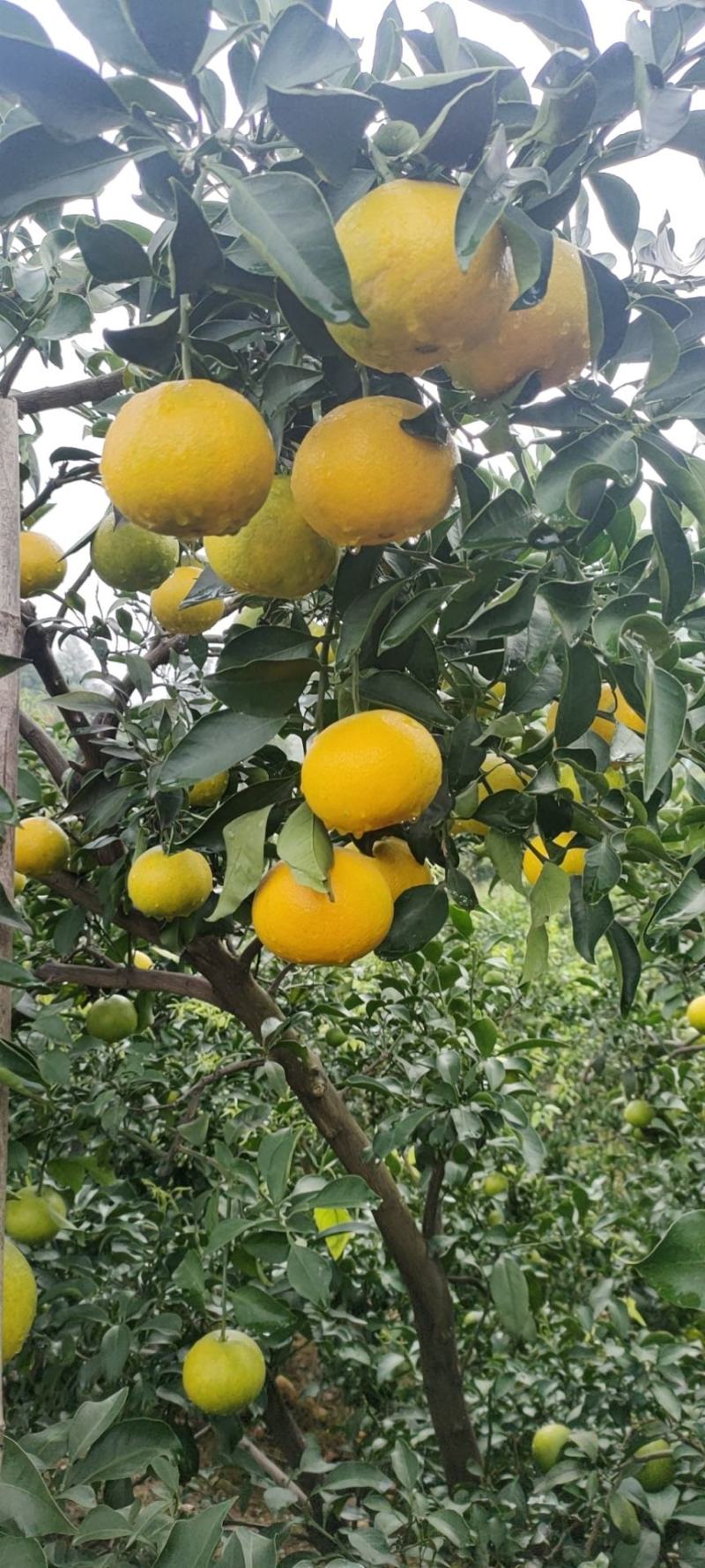 爱媛橙