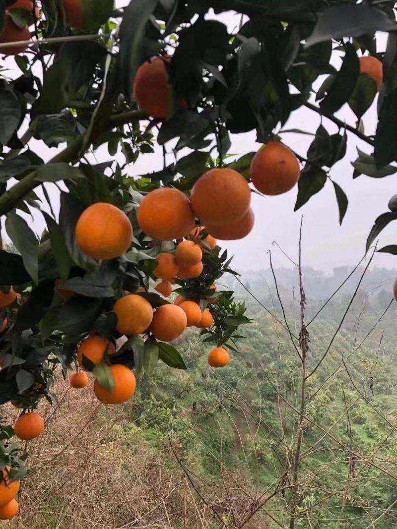 爱媛38号果冻橙水果橙子新鲜超甜批发整箱，一件代发