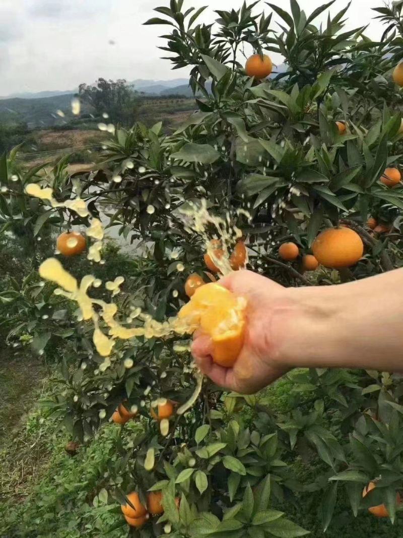 爱媛38号果冻橙水果橙子新鲜超甜批发整箱，一件代发