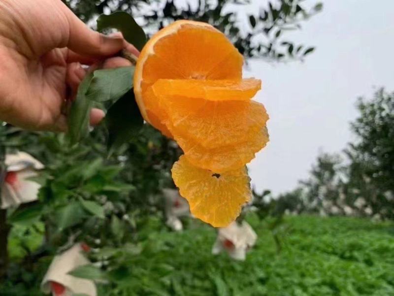 爱媛38号果冻橙水果橙子新鲜超甜批发整箱，一件代发