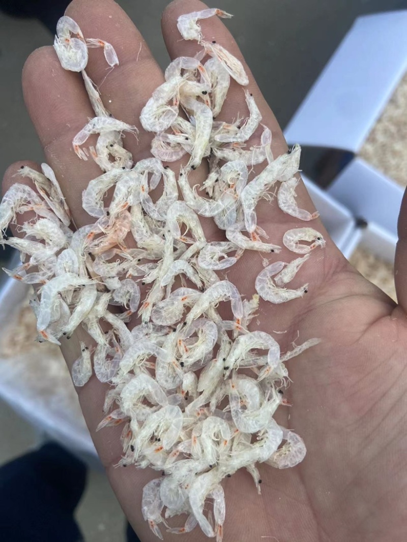 渤海湾水清米低盐虾皮批发一手货源无盐虾皮水货