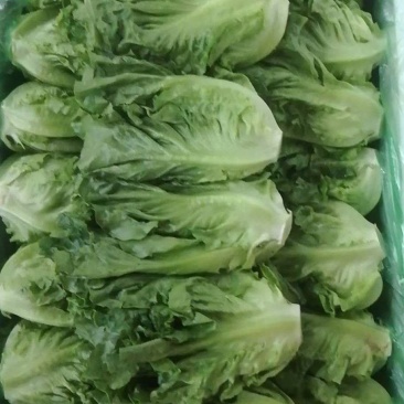 来自彩云之南，高原意大利生菜