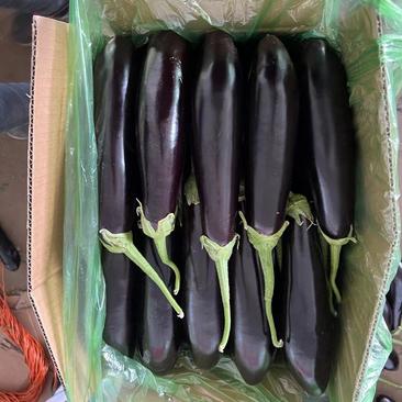 紫茄绿裤紫茄大量上市产地直发保证质量承接全国订单合作共赢