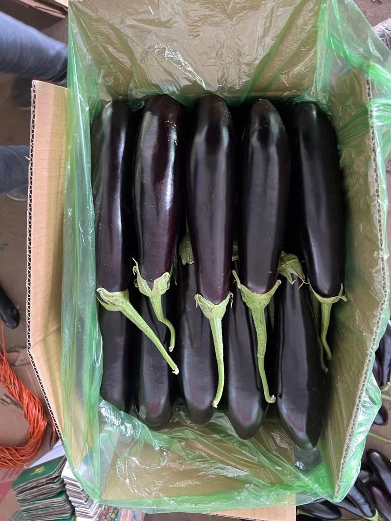 紫茄绿裤紫茄大量上市产地直发保证质量承接全国订单合作共赢