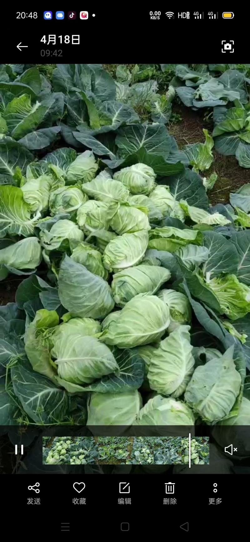甘南留心菜产地货源充足！价格便宜，随到随装，全国物流发货