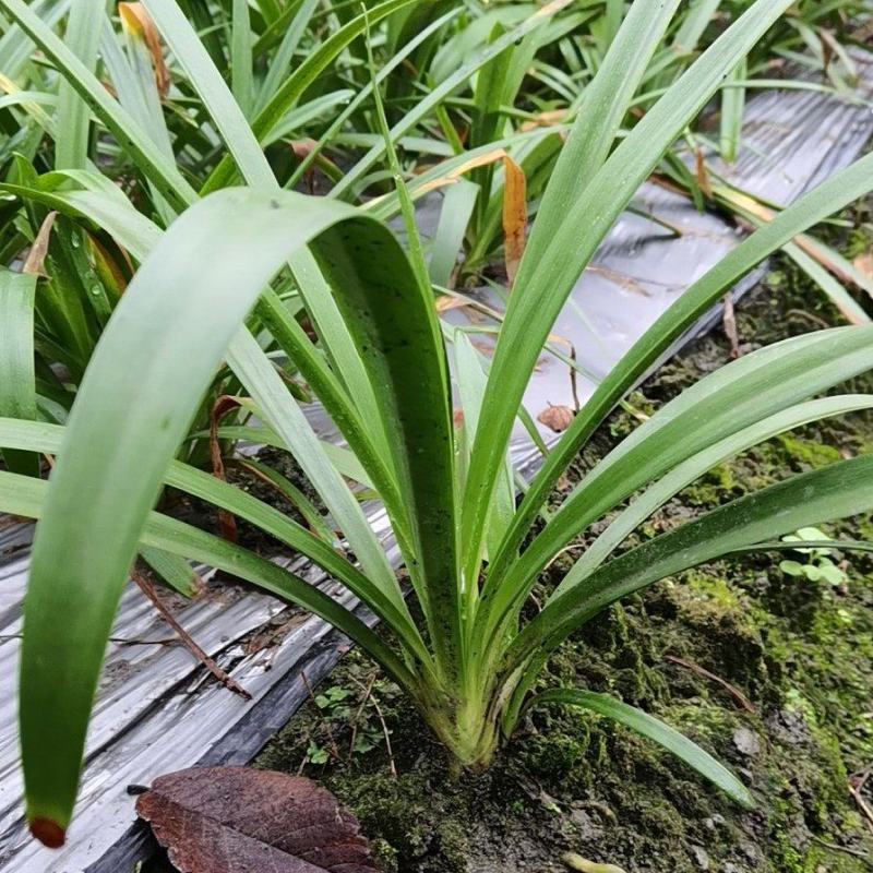 百子莲地苗