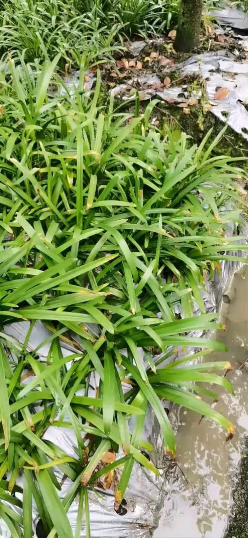 百子莲地苗
