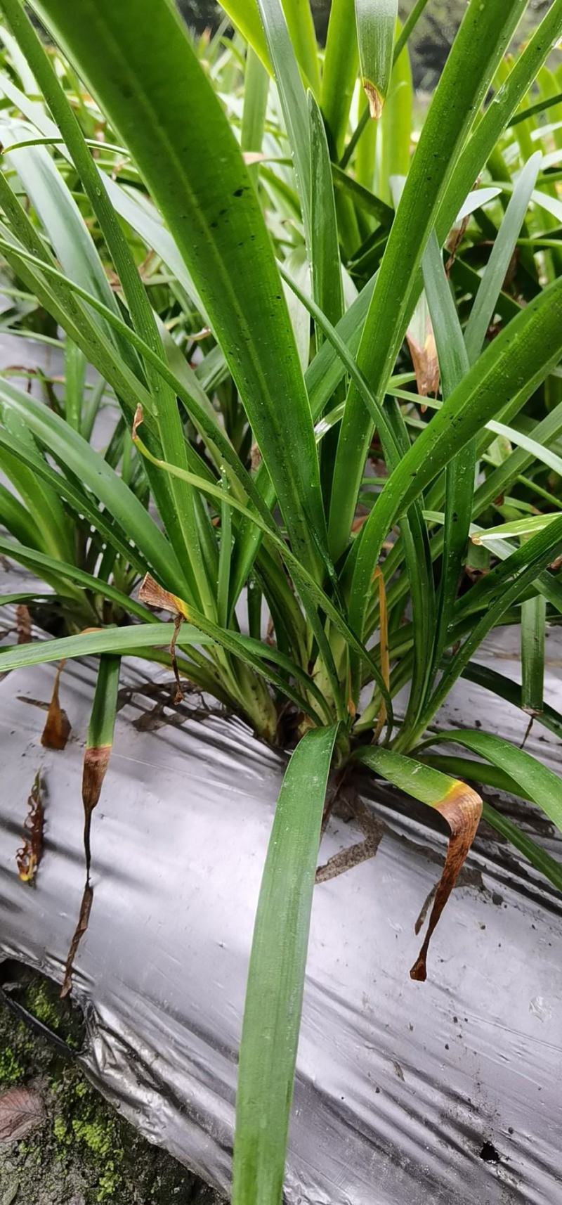 百子莲地苗