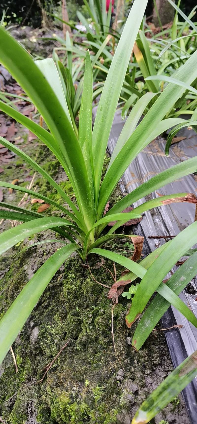 百子莲地苗