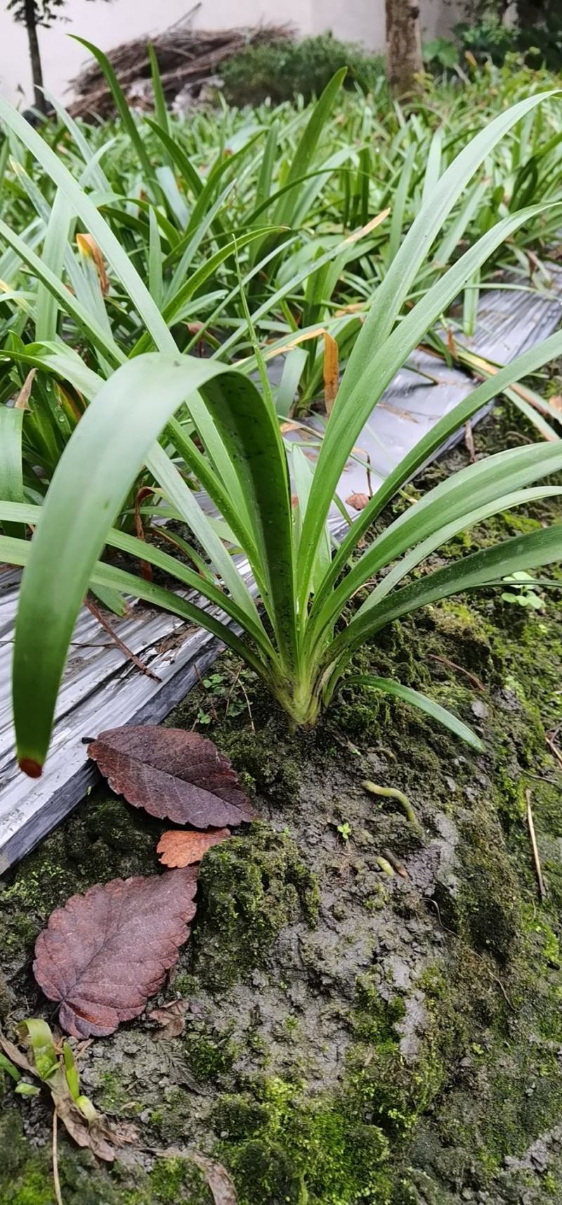 百子莲地苗