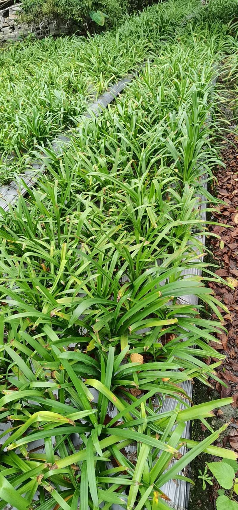 百子莲地苗