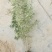 沙棘小苗，江孜沙棘，柠条，杯苗裸根，大田种植对比大棚成活