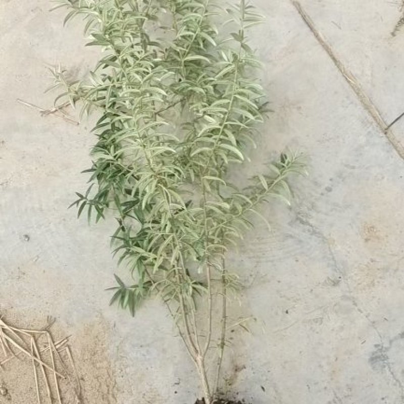 沙棘小苗，江孜沙棘，柠条，杯苗裸根，大田种植对比大棚成活