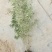 沙棘小苗，江孜沙棘，柠条，杯苗裸根，大田种植对比大棚成活