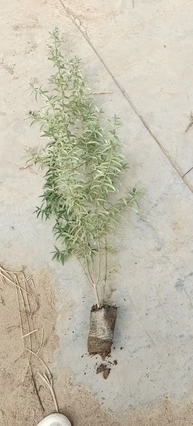 沙棘小苗，江孜沙棘，柠条，杯苗裸根，大田种植对比大棚成活
