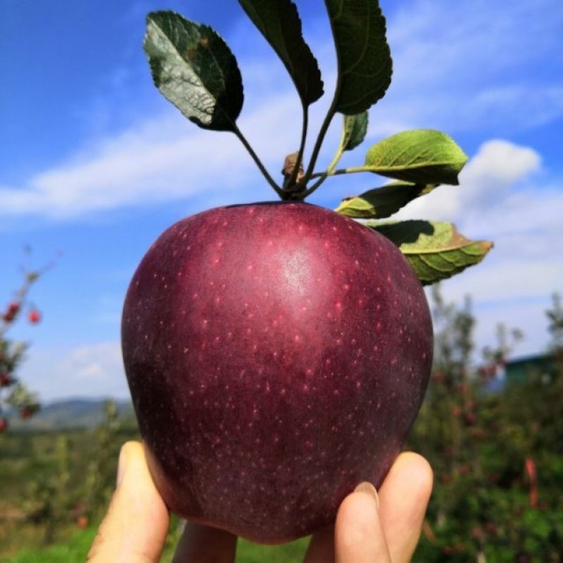 花牛苹果一件代发