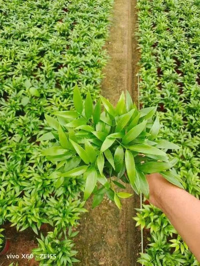 竹柏，规格齐全，量大从优，保质保量，欢迎来电