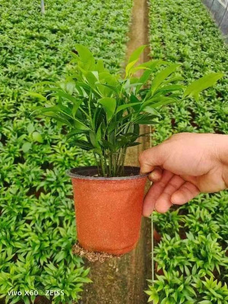 竹柏，规格齐全，量大从优，保质保量，欢迎来电