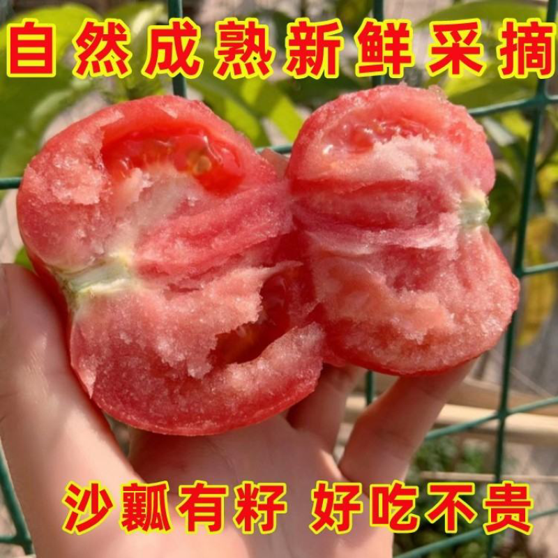 山东大红西红柿产地直供货源充足，实力代收，日发货万斤以上